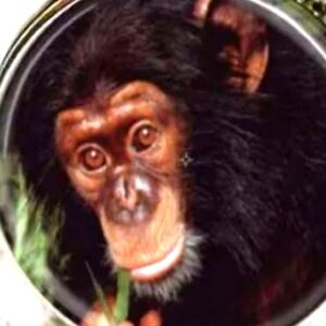 CHIMPANZEE ADORABLE CABECHON PENDANT FREE CHAIN BLOWOUT SALE